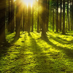 Un eco-mobile un albero